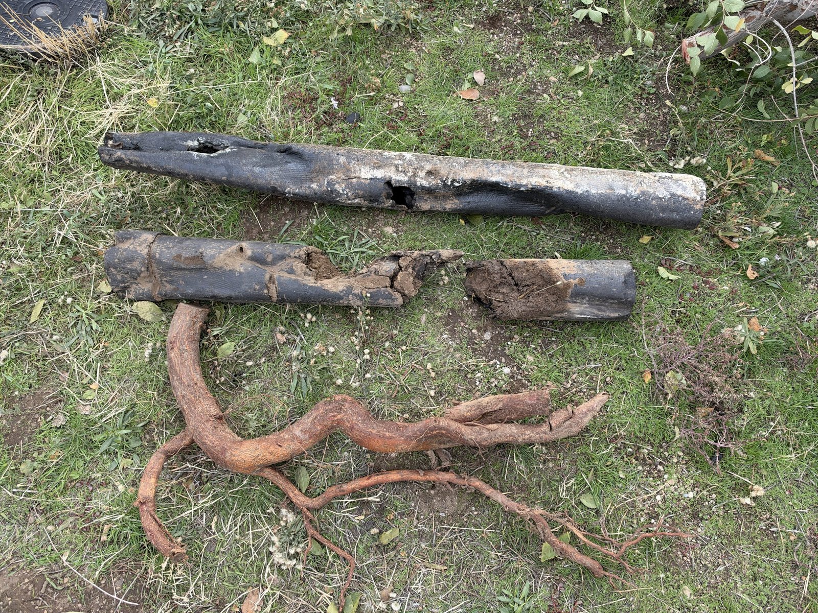 Sewer Pipe Repair Failed Orangeburg sewer pipe dug up with tree roots